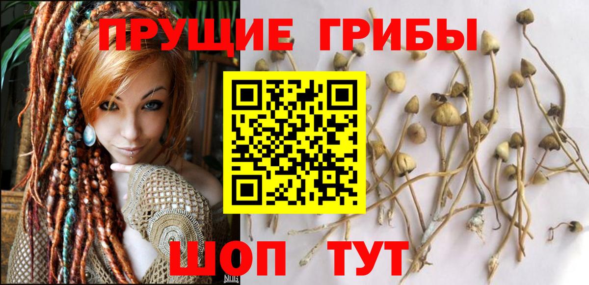 Минеральные Воды  купить закладку  Вход с VPN  Псилоцибиновые грибы Psilocybe 
